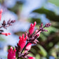 10 Organic California HUMMINGBIRD SAGE Salvia Spathacea Magenta Red Flower Herb Seeds