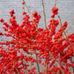 50 WINTERBERRY Holly Ilex Verticillata - Candian Holly  / Fever Bush / Black Alder Tree Shrub Red Berry White Flower Seeds