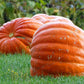 25 BIG MAX PUMPKIN Cucurbita Maxima Vegetable Seeds (Grow 100 pound pumpkins!)
