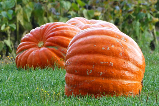 25 BIG MAX PUMPKIN Cucurbita Maxima Vegetable Seeds (Grow 100 pound pumpkins!)
