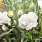 50 WHITE CARNATION Dianthus Caryophyllus Grenadin Flower Seeds