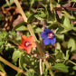 100 BLUE & SCARLET PIMPERNEL Anagallis Monellii Anagallis Arvensis Flower Seeds