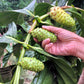 20 NONI Cheese Fruit Great Morinda Citrifolia Indian Beach Mulberry Shrub Tree Seeds