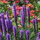 500 Purple BLAZING STAR Gayfeather LIATRIS Spicata Flower Seeds