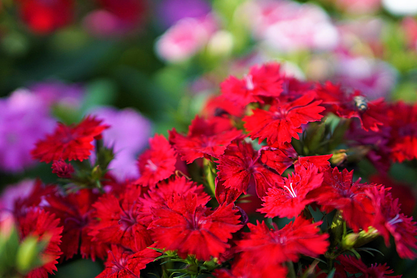 100 RED CARDINAL DIANTHUS Deltoides Flower Seeds