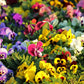 250 Mixed Colors SWISS GIANT PANSY Viola Wittrockiana Flower Seeds