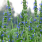 1000 CHIA SAGE / SALVIA Salvia Hispanica Flower Seeds