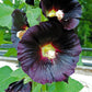 25 BLACK HOLLYHOCK Alcea Rosea Nigra Flower Seeds