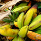 5 PLANTAIN BANANA Musa Balbisiana Hardy Red Flowering Sweet Wild Fruit Tree Seeds