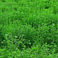 2000 ALFALFA Medicago Sativa Flower Plant Seeds