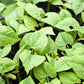 25 DWARF HORTICULTURE BEAN Taylor Long French Phaseolus Vulgaris Vegetable Seeds