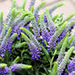 200 BLUE BOUQUET VERONICA Spicata Spike Speedwell Herb Flower Seeds