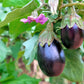 1000 BLACK BEAUTY EGGPLANT Solanum Melongena Esculentum Vegetable Seeds