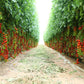 100 Red SWEETIE CHERRY TOMATO Super Sweet 1" Lycopersicon Fruit Vegetable Seeds