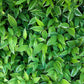 15 Variegated SOLOMONS SEAL Polygonatum Biflorum Canaliculatum Flower Seeds