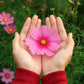 300 GLORIA COSMOS Bipinnatus 2-Tone Pink Fast Growing Flower Seeds