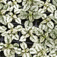 10 Dwarf WHITE POLKA DOT PLANT Splash Select Hypoestes Phyllostachya Flower Houseplant Seeds