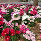 500 DOUBLE DEUCES GODETIA Grandiflora Clarkia Amoena Mixed Colors & Bicolor Flower Seeds