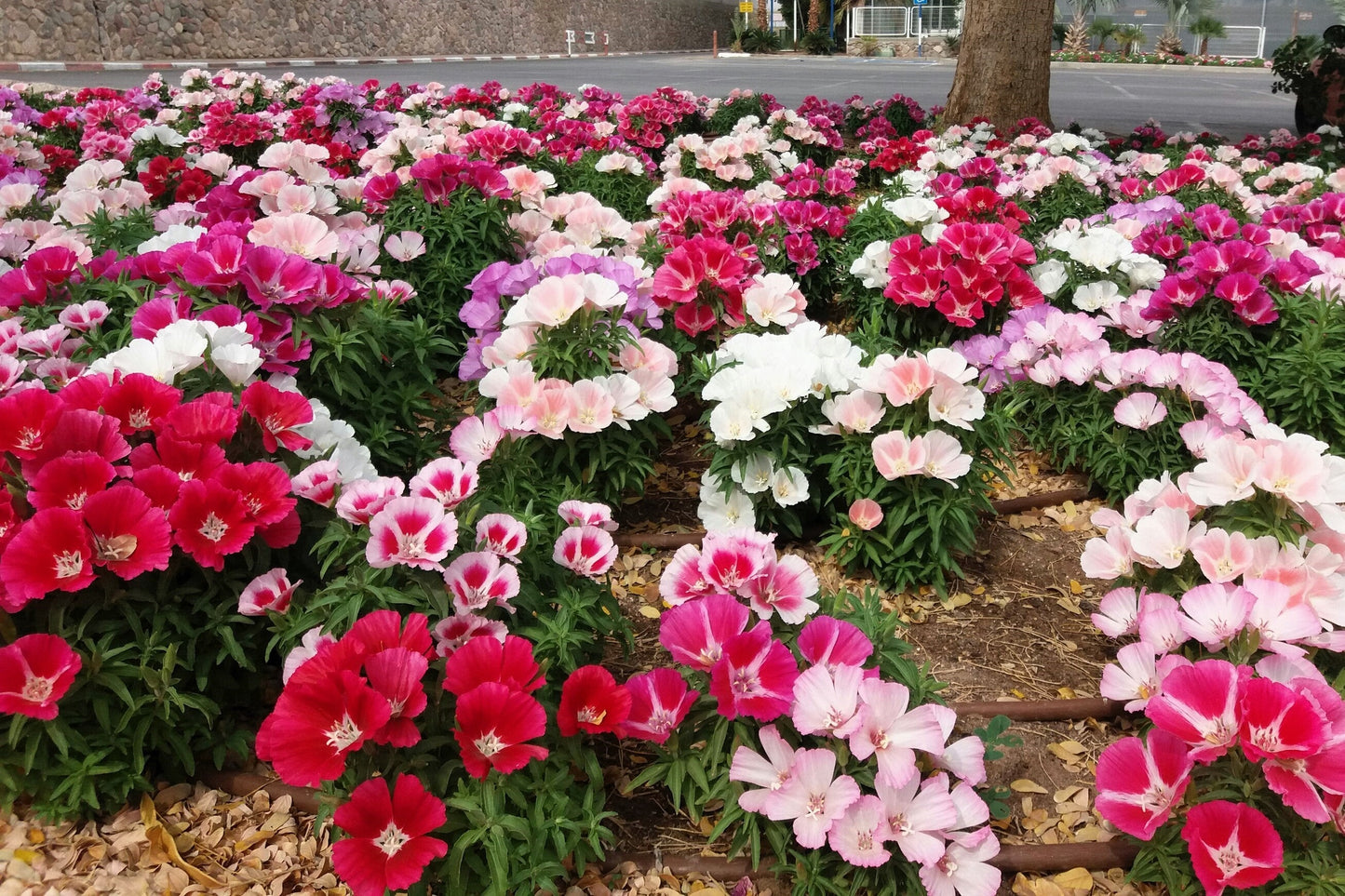 500 DOUBLE DEUCES GODETIA Grandiflora Clarkia Amoena Mixed Colors & Bicolor Flower Seeds