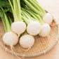 300 WHITE EGG TURNIP Brassica Rapa Vegetable Seeds