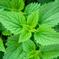 200 STINGING NETTLE Urtica Dioica (aka Common, California, or Bull Nettle / Tread Softly) Flower Seeds