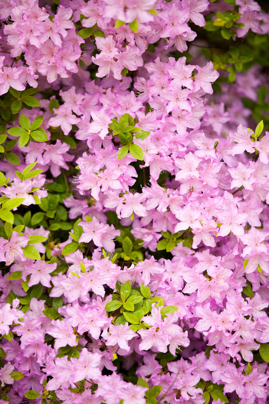 50 PINK ROYAL AZALEA Rhododendron Schlippenbachii Bush Shrub Flower Seeds
