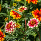 75 Mixed Colors PERSIAN CARPET ZINNIA Zinnia Haageana Flower Seeds