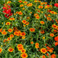 75 Mixed Colors PERSIAN CARPET ZINNIA Zinnia Haageana Flower Seeds