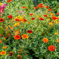 75 Mixed Colors PERSIAN CARPET ZINNIA Zinnia Haageana Flower Seeds