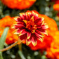 75 Mixed Colors PERSIAN CARPET ZINNIA Zinnia Haageana Flower Seeds