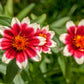 75 Mixed Colors PERSIAN CARPET ZINNIA Zinnia Haageana Flower Seeds