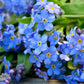 500 Blue FORGET ME NOT Myosotis Sylvatica Shade or Sun Perennial Flower Seeds