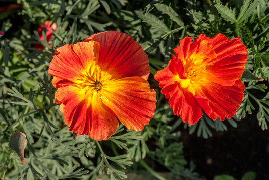 1500 MIKADO POPPY Red Orange California Poppy Flower Eschscholzia Californica Seeds