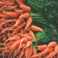1500 LITTLE FINGERS CARROT Daucus Carota Vegetable Seeds