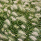 30 WHITE FOUNTAIN GRASS Pennisetum Villosum Ornamental Flower Seeds