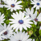 50 WHITE AFRICAN Cape DAISY Dimorphotheca Sinuata Flower Seeds