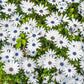 50 WHITE AFRICAN Cape DAISY Dimorphotheca Sinuata Flower Seeds