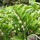 15 Variegated SOLOMONS SEAL Polygonatum Biflorum Canaliculatum Flower Seeds