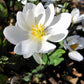 10 White BLOODROOT Sanguinaria Canadensis Shade Ground Cover Flower Seeds