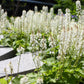 20 SUGAR SCOOP FOAMFLOWER White Tiarella Trifoliata Laceflower Flower Seeds