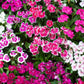 500 MIXED CHINESE PINKS China Rainbow Pink Dianthus Chinensis Bicolor Flower Seeds