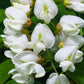 25 Flowering BLACK LOCUST TREE (Yellow Locust / False Acacia) Robinia Pseudoacacia Seeds