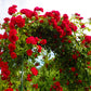 5 RED CLIMBING ROSE Rosa Bush Vine Climber Fragrant Butterfly Flower Seeds