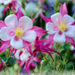 50 ROSE STAR COLUMBINE Aquilegia Caerulea Bicolor Rose Pink & White Flower Seeds