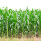 50 BLUE POPCORN Blue Kernels Pop White Corn Zea Mays Vegetable Seeds