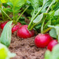 500 CHAMPION RADISH Sweet Scarlet Red Raphanus Sativus Root Vegetable Seeds