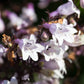 25 HUSKER RED PENSTEMON Digitalis Foxglove Beardtongue White Flower Seeds