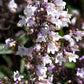 25 HUSKER RED PENSTEMON Digitalis Foxglove Beardtongue White Flower Seeds