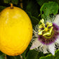 10 YELLOW PASSION FRUIT Vine Passiflora Edulis Flavicarpa Golden Passionfruit Purple & White Flower Seeds