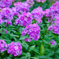 10 TALL GARDEN PHLOX Paniculata Mixed Colors 'New Hybrids Mix' Flower Seeds